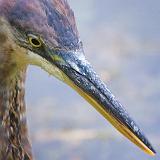 Heron Head_51554